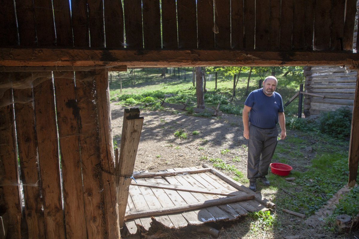 A leláncolt csűrkapu sem volt akadály a medvének, amely több juhot megölt Mihályéknál •  Fotó: Ifj. Haáz Sándor