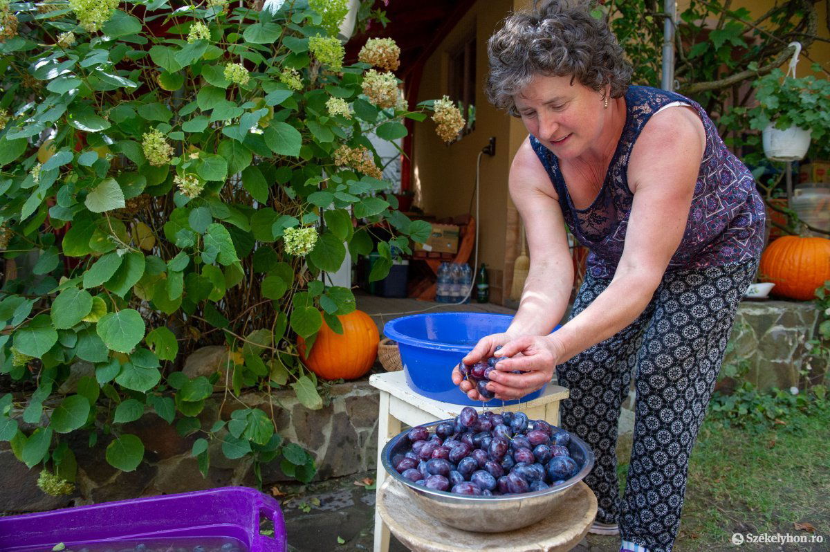 Mosás, öblítés után meg kell szikkadniuk a szilvaszemeknek •  Fotó: Beliczay László