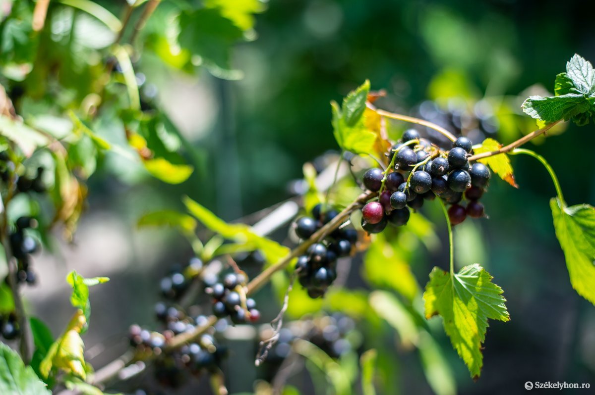 A hegyvidék szőlője. Az elmúlt két-három évben mintegy 26 hektárral nőtt a ribizliültetvények összterülete megyeszerte &bullet;  Fotó: Barabás Ákos