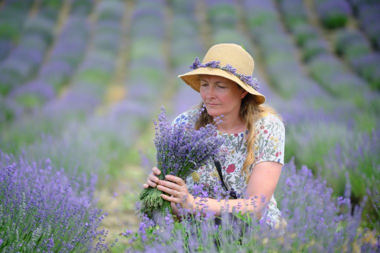 Két hétig látogatható a csekefalvi virágzó levendulamező