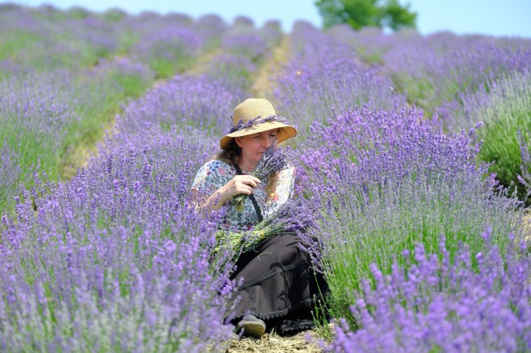Színek, illatok kavalkádja a levendulafesztivál: szórakoztató rendezvényt szerveznek hétvégén Nagykenden