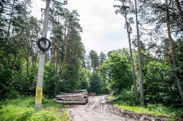 Fatelepet és energiafűz-ültetvényt hoznának létre Udvarhelyen