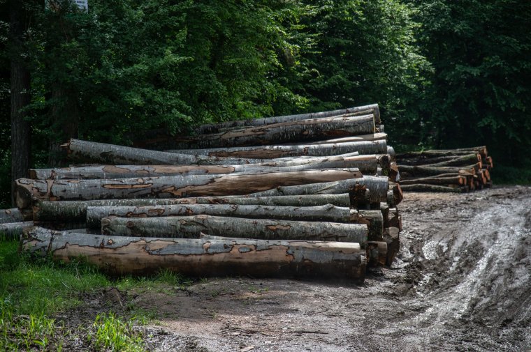 Nem változik a mentalitás: kétszáz éve folyamatosan irtjuk az erdőt