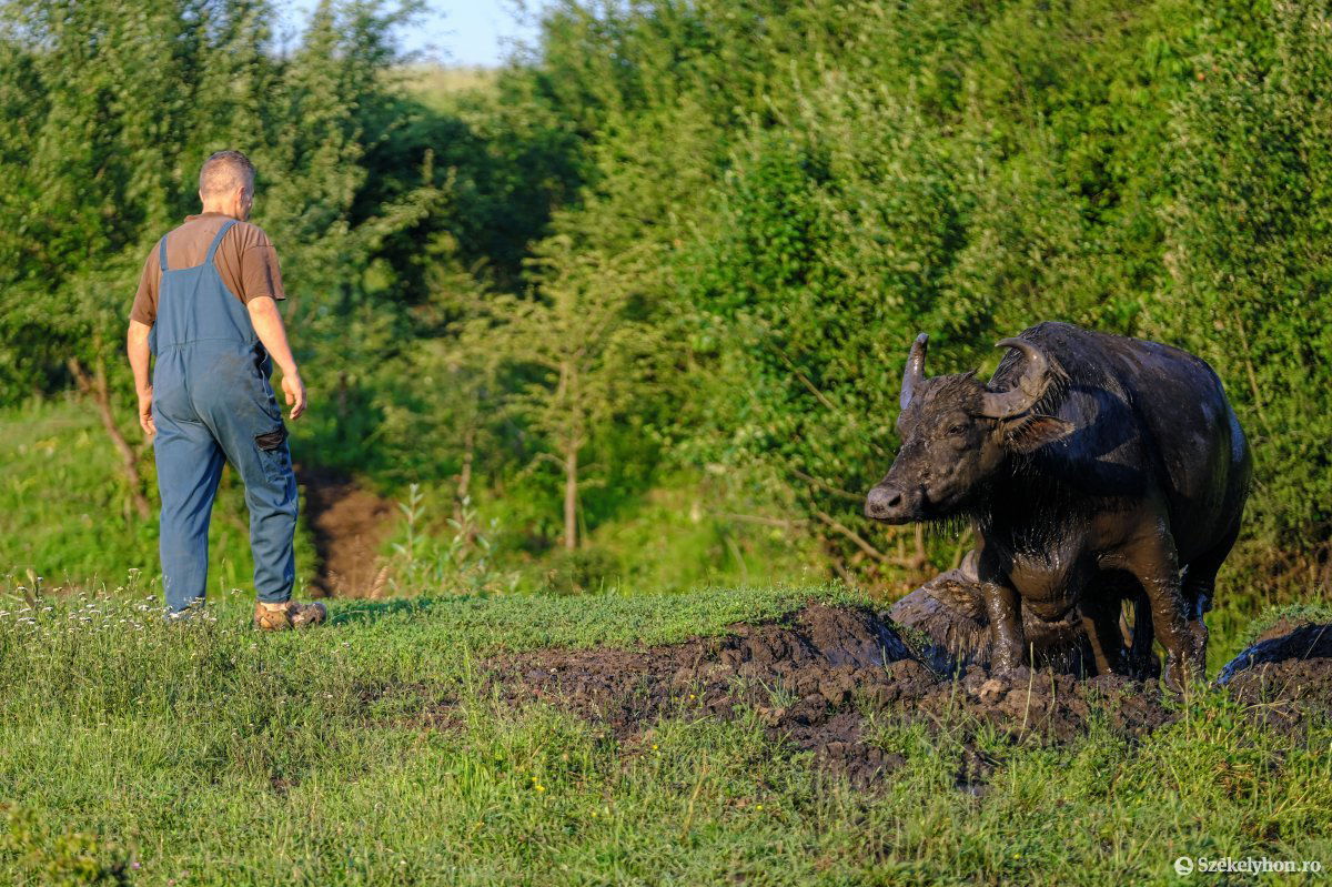 Nem csalás, nem ámítás: úgy is pompás állat a bivaly, ha dagonyás •  Fotó: Veres Nándor