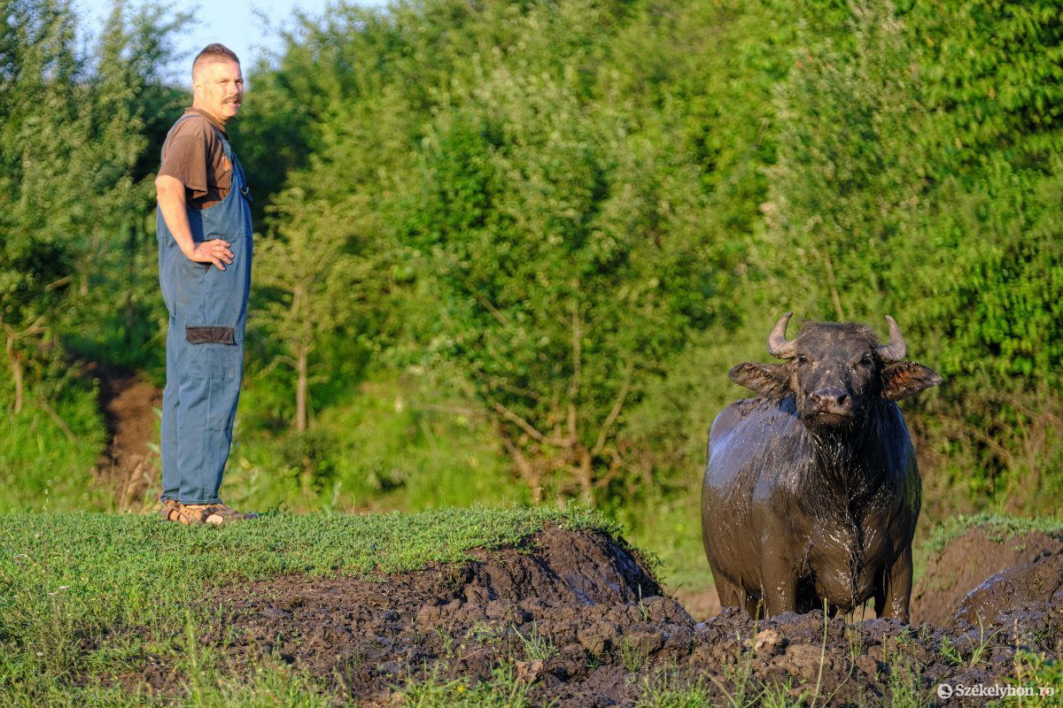 A gazda szeme (is) neveli a jószágot •  Fotó: Veres Nándor