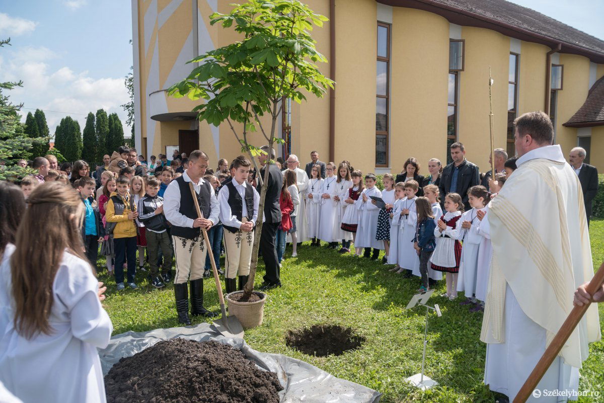 Tavaly ültették, Ferenc pápa látogatásának alkalmából. Idén már kivirágzott. Archív •  Fotó: Veres Nándor