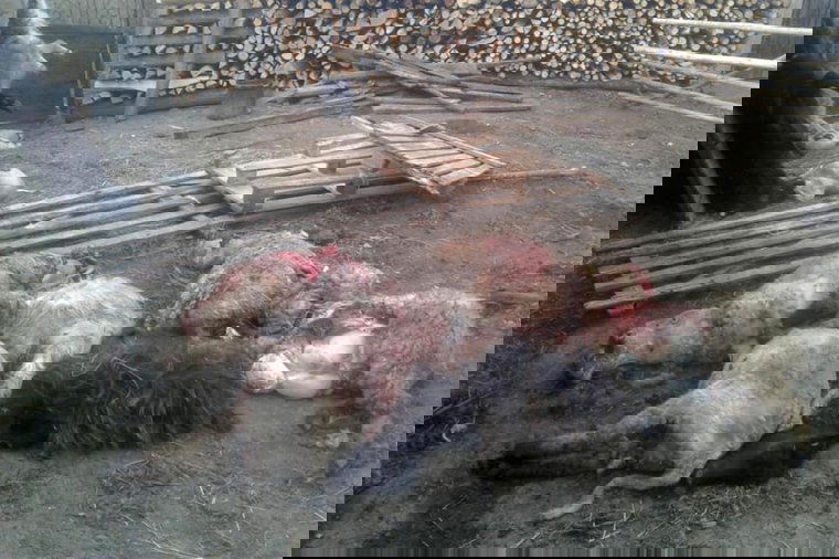 Birkákat ölt a medve egy gyergyóvaslábi gazdaságban