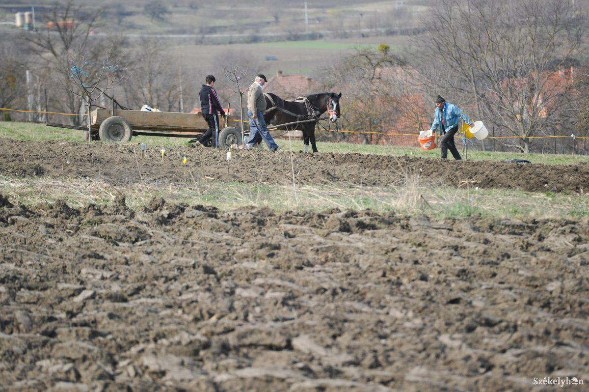 Kiegyensúlyozottabb az időjárás és nedves a talaj. Kedvezőbb a gazdák számára az idei tavasz, mint az elmúlt években. Archív •  Fotó: Beliczay László