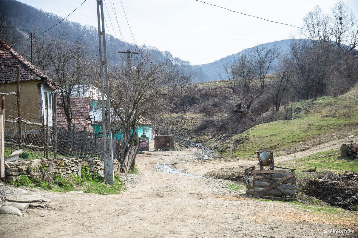 Kőrispatak határában. Még nem tudni, hogy mi lesz a medve sorsa •  Fotó: Barabás Ákos