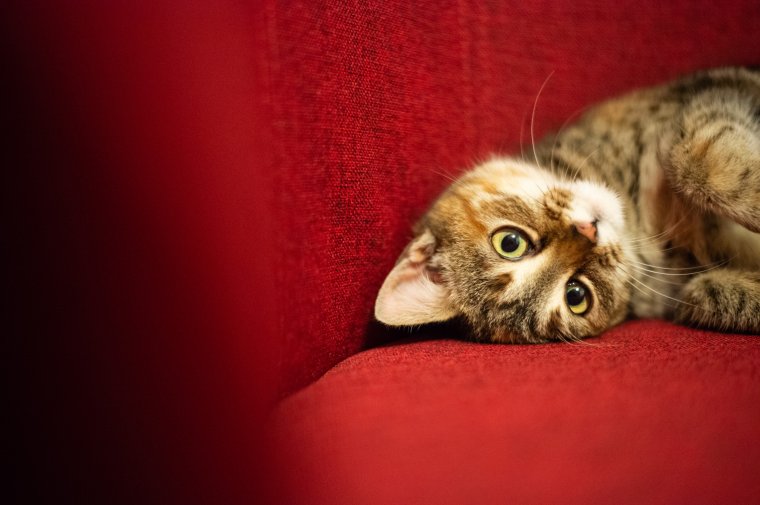 Pozitív lett egy macska koronavírus-tesztje Franciaországban