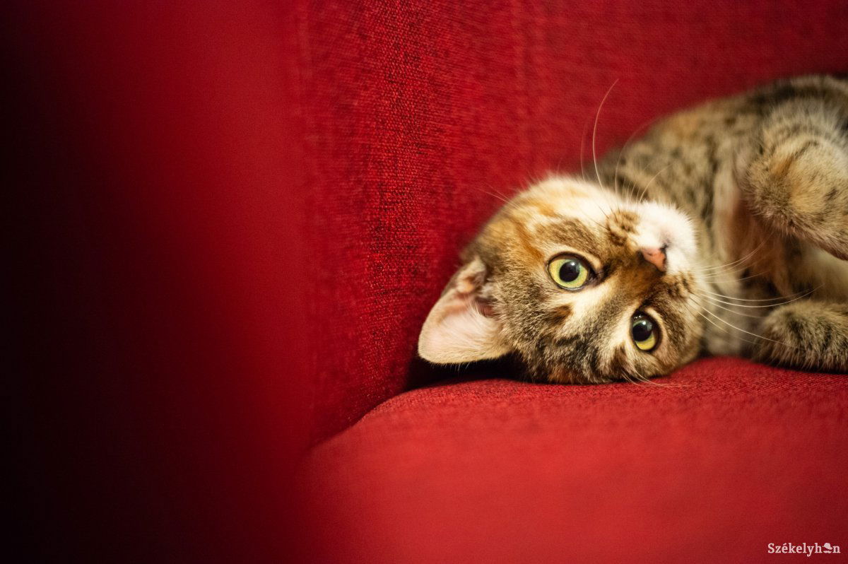 Képünk illusztráció •  Fotó: Barabás Ákos