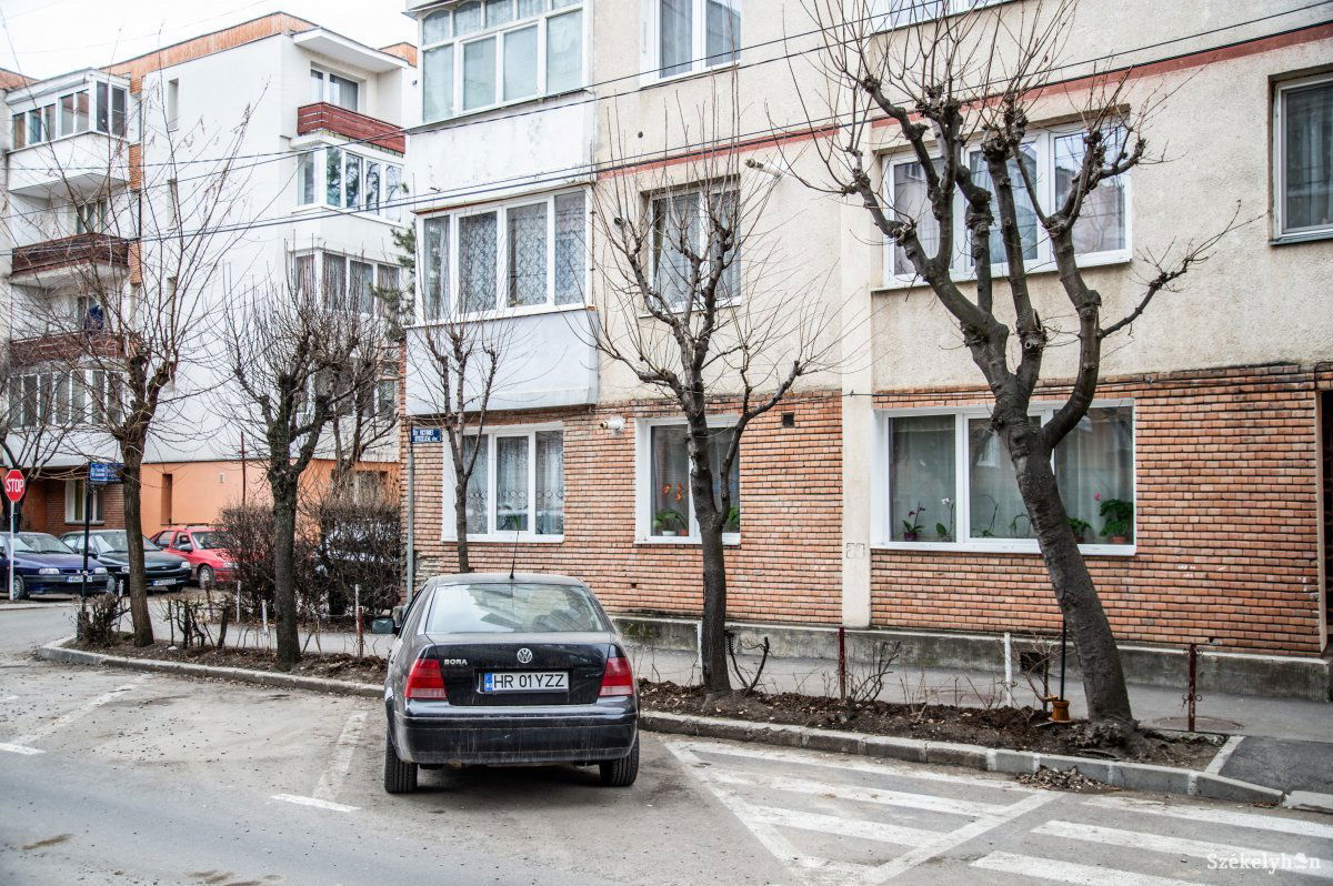 Közterületről csak engedéllyel lehet kivágni fát, egy helyett pedig két csemetét kell ültetni. Archív •  Fotó: Barabás Ákos