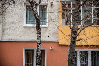 Szabály vonatkozik arra, hogy ki és mikor vághat ki fát közterületen