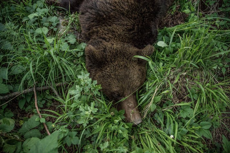 Döntött a képviselőház: 481 medvét lehet kilőni