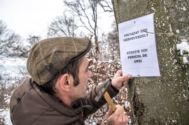 Még a rókák is kerülik az Udvarhelyhez közeli üregbe húzódott bocsos anyamedvét