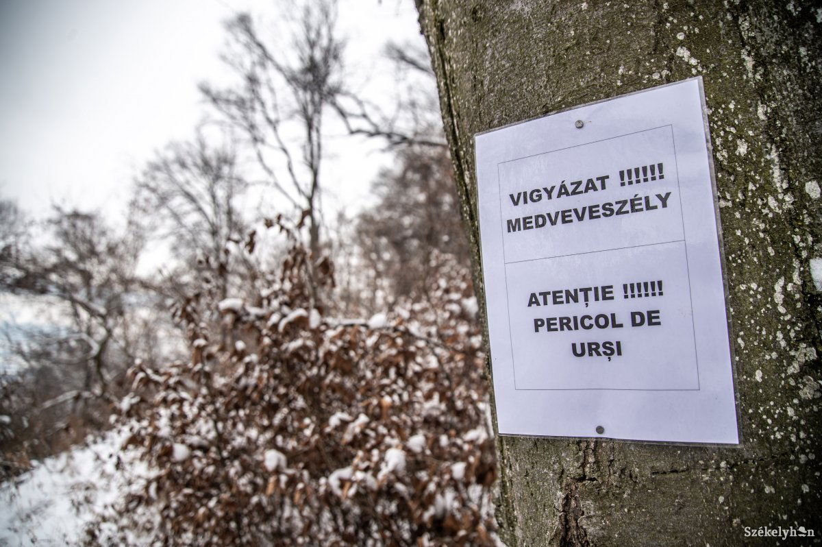Nagyon veszélyes lehet a kicsinyeit védő anyamedve megközelítése. Képünk illusztráció •  Fotó: Barabás Ákos