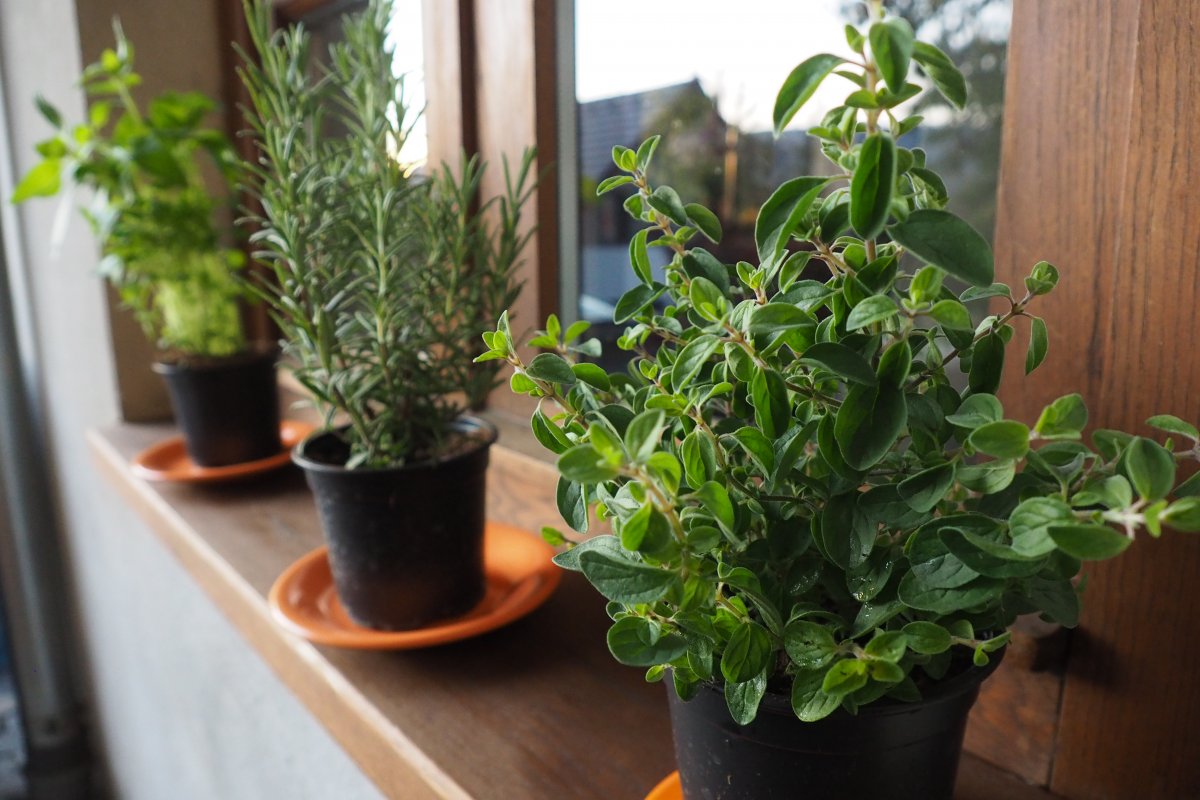 fűszer, gasztronómia, alapanyag, termesztés, konyhakert