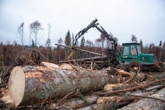 Fatolvajokat lát mindenütt, mellőzi a fenntartható erdőgazdálkodási elveket a kormány készülő erdészeti törvénye