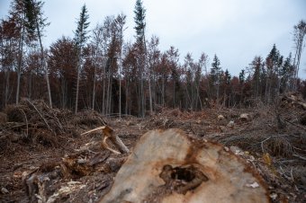 Erdőgazdálkodás területén történt a legtöbb halálos munkahelyi baleset