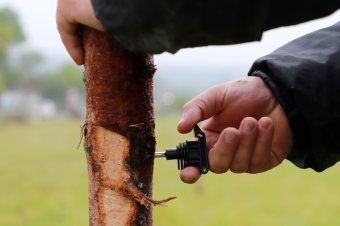 Épp villanypásztort készült felállítani, amikor rátámadt a medve