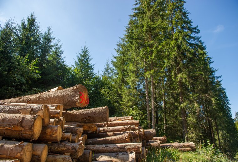 Nem tetszik a zöldeknek a készülő erdészeti törvénykönyv, a restitúció megkönnyítését is aggályosnak nevezik