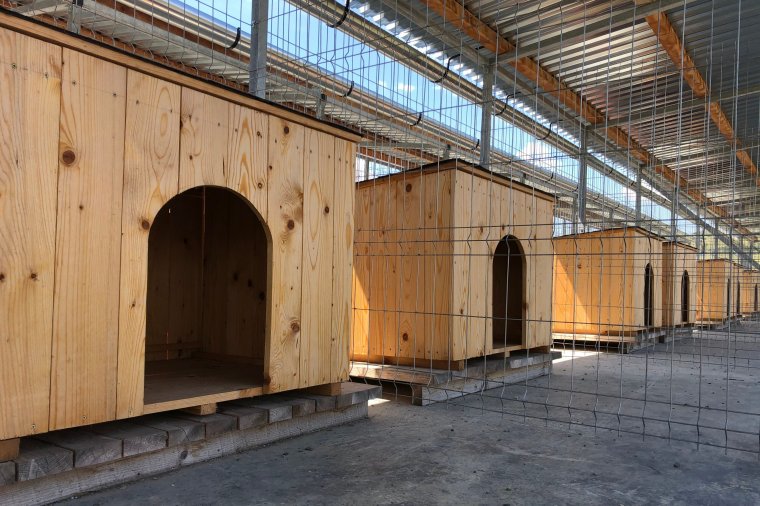 „Emberibb” körülmények várnak a gazdátlan kutyákra Székelyudvarhelyen