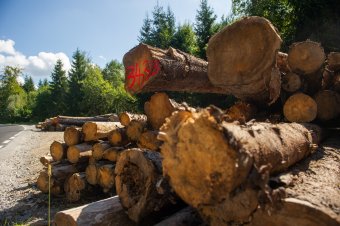 Erdélyi faipari kombinát tulajdonosa vált fizetésképtelenné