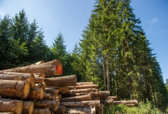Nem tetszik a zöldeknek a készülő erdészeti törvénykönyv, a restitúció megkönnyítését is aggályosnak nevezik