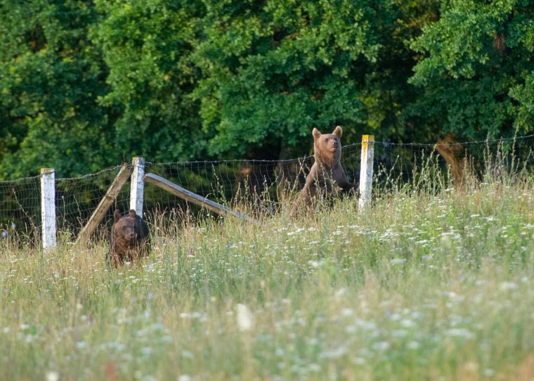 Medvetámadásos pereket nyert az ügyvéd, azonnal reagált az állam