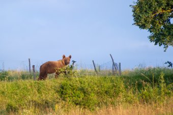 Több mint húsz medve ólálkodik Székelyudvarhely határában
