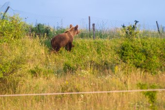 Egyhetes mérleg: kergetni, lőni kellett a településekre bemerészkedő medvéket