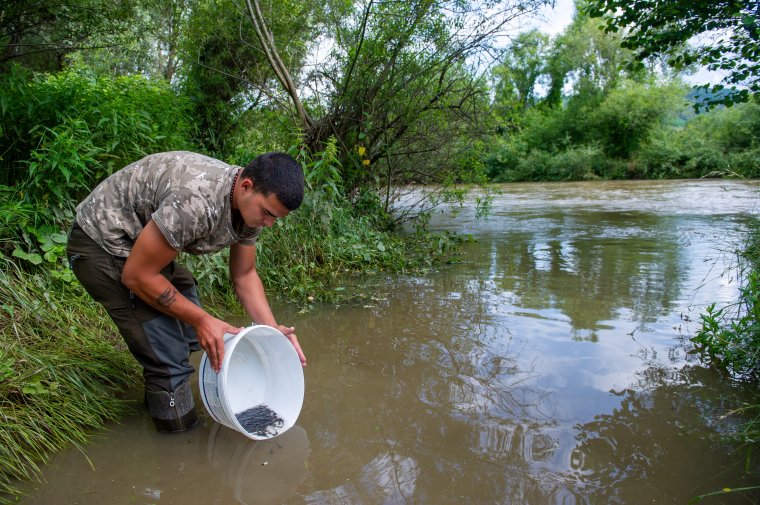 Számtalan kihívás vár a Nagy-Küküllőbe telepített kis harcsákra