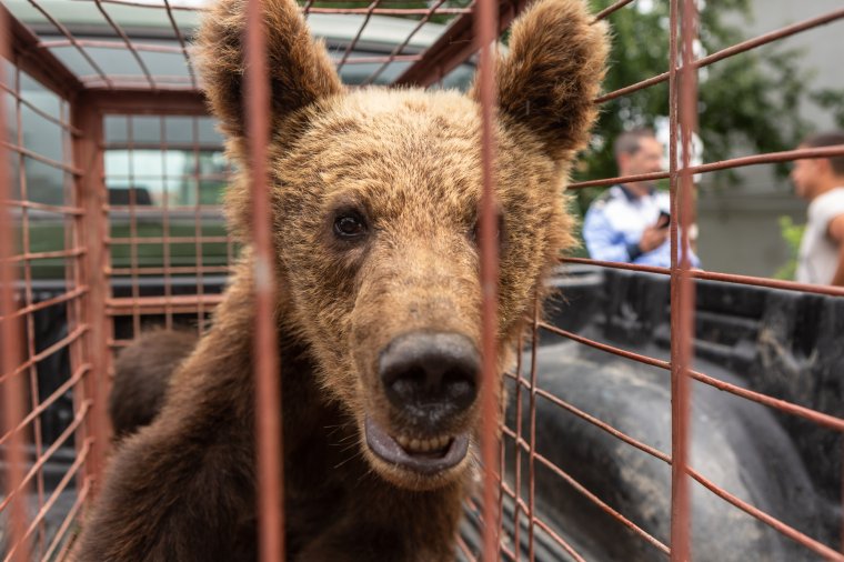 Medveparkot hoznának létre