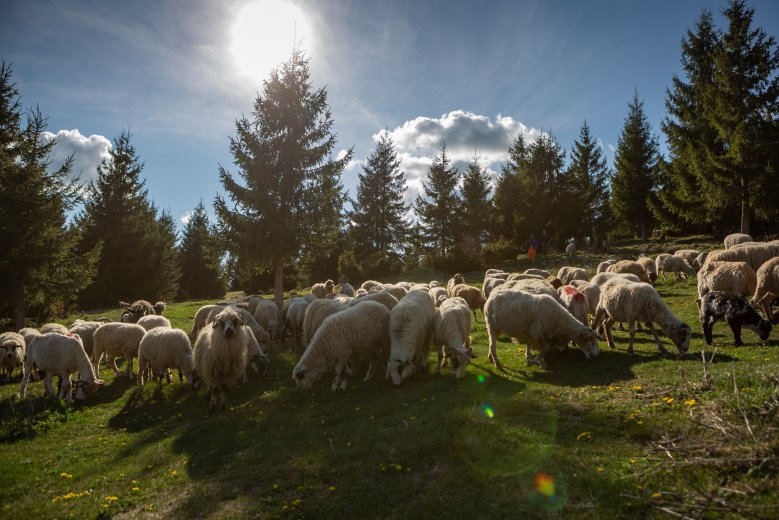 Az APIA támogatást is befolyásolhatja a kiskérődzők pestise