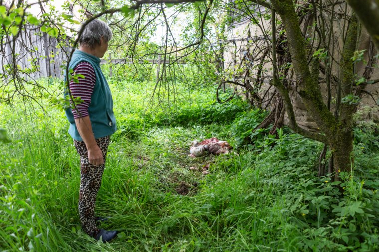 A villanypásztor sem állította meg a medvét