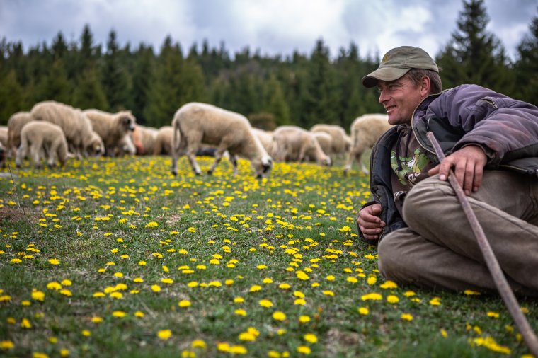 Kihajtották a juhokat a hargitai Pusztára