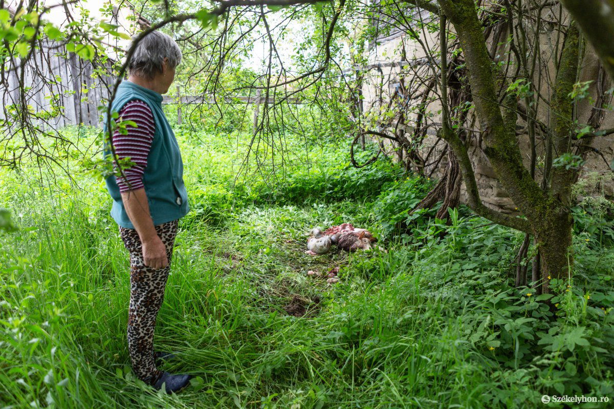 A három bárányból egyet elragadott a nagyvad •  Fotó: Erdély Bálint Előd