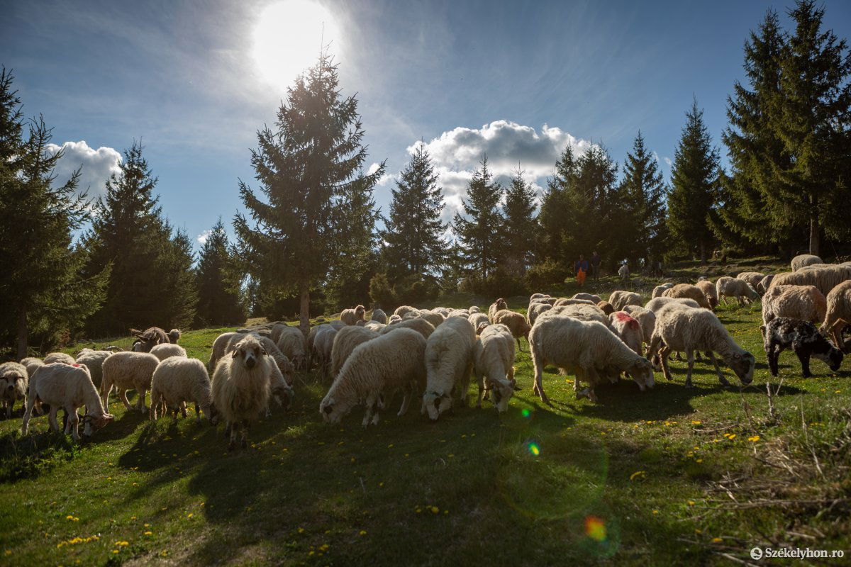 Képünk illusztráció •  Fotó: Erdély Bálint Előd