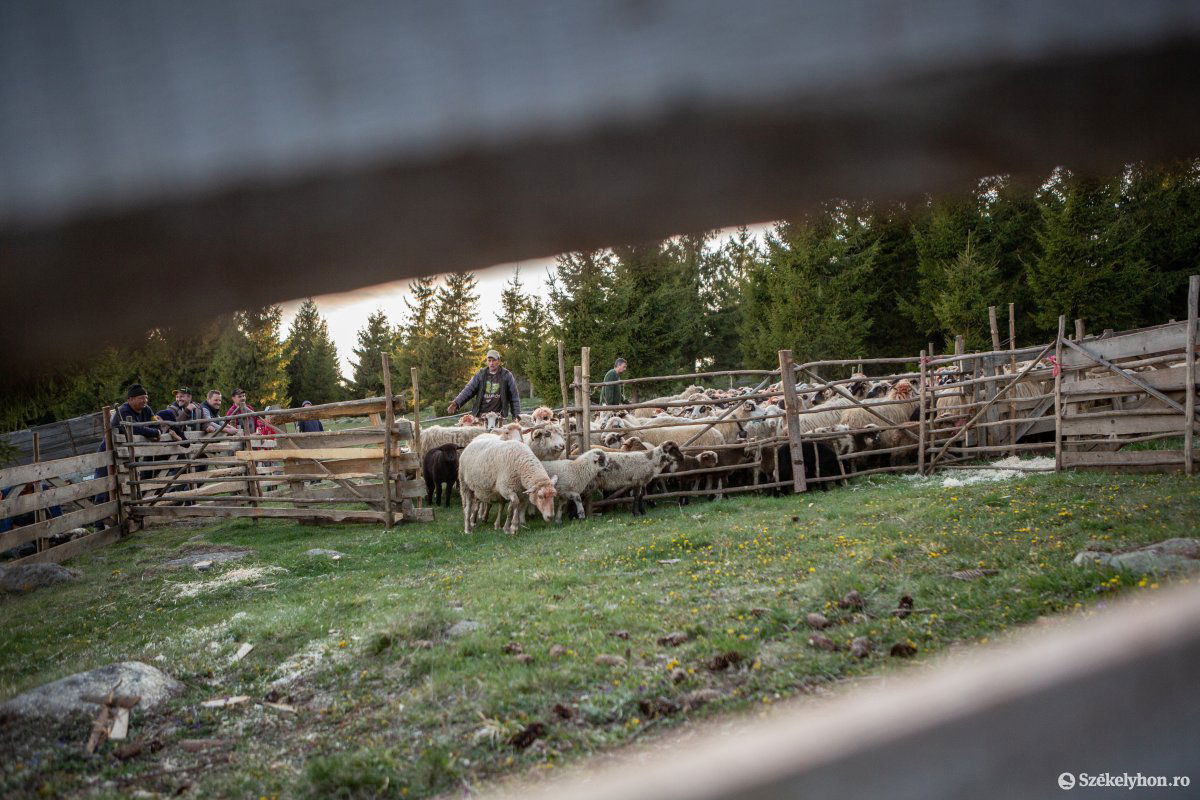 Képünk illusztráció •  Fotó: Erdély Bálint Előd