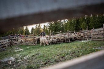 Vadállat ölhetett meg Szeben megyében egy férfit