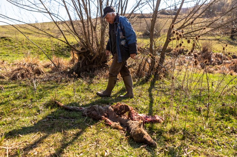 Juhokat öltek és bárányokat vittek el a nagyvadak