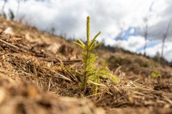 Több pénzt kapnak ezentúl a beerdősített területek tulajdonosai