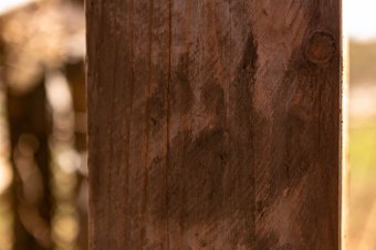 Medvét láttak a marosvásárhelyi Somostető környékén
