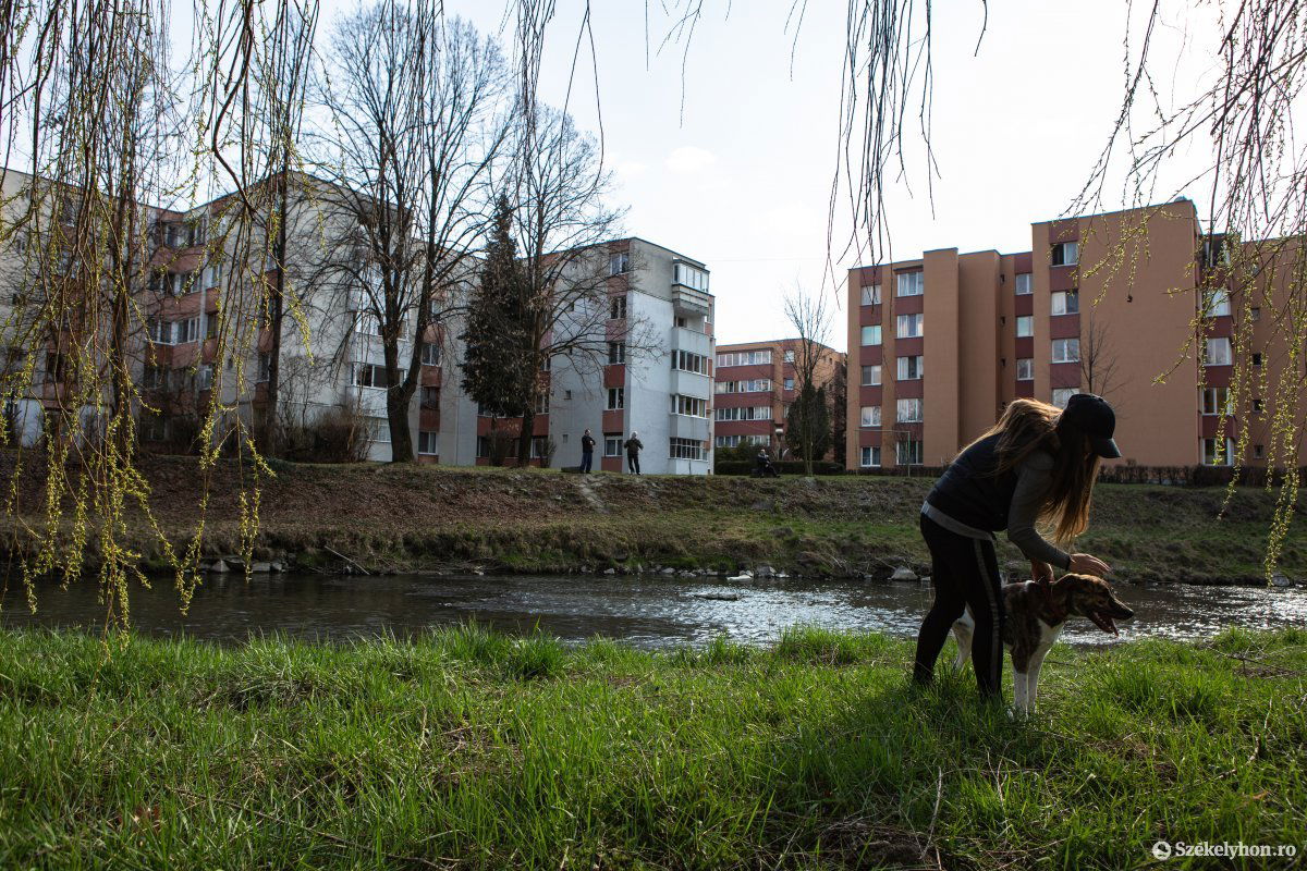 A Nagy-Küküllő partján sétáltatják a házi kedvenceket •  Fotó: Erdély Bálint Előd