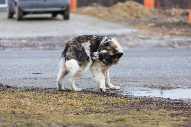 Veszettség ellen oltják a kutyákat Gyergyószentmiklóson
