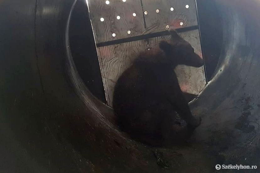 Képünk illusztráció &bullet;  Fotó: Fülöp-Székely Botond