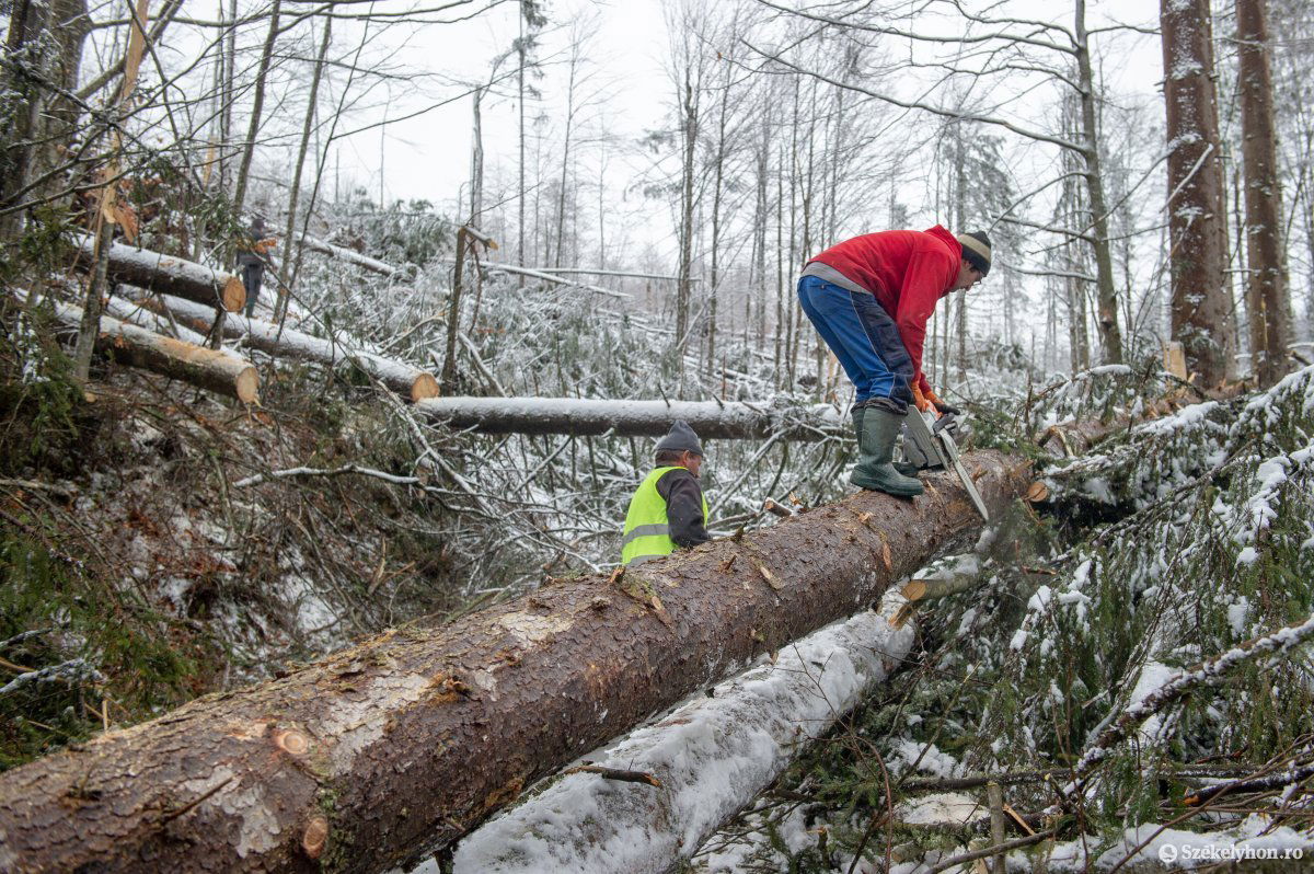 Idén a legtöbb helyszínen befejezik a kitermelést, következhet az újratelepítés •  Fotó: Beliczay László
