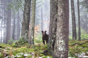 A medvepopuláció egyedszáma: a becsültnél sokkal több