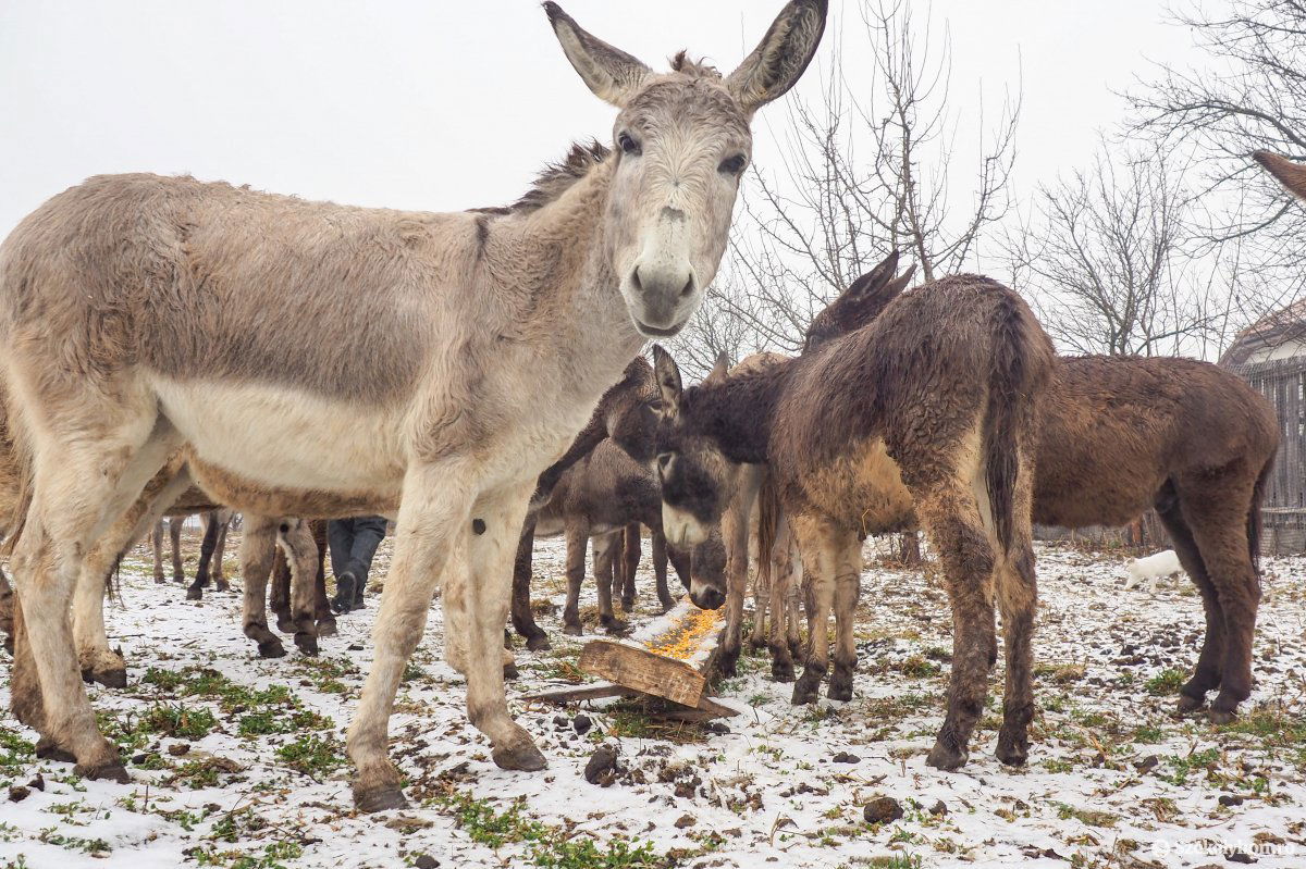 Roppant kíváncsi állatok a szamarak •  Fotó: Fülöp-Székely Botond