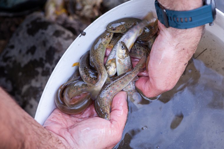 Sebes pisztrángokat vittek a Hargitára